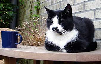 Koen kuurt in de tuin.