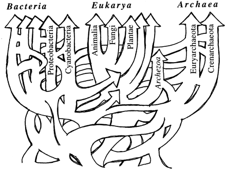 Tree of Life